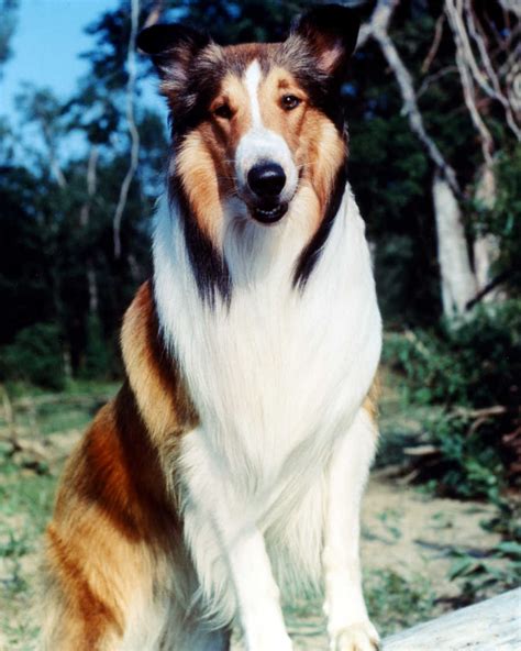 The spell of lassie